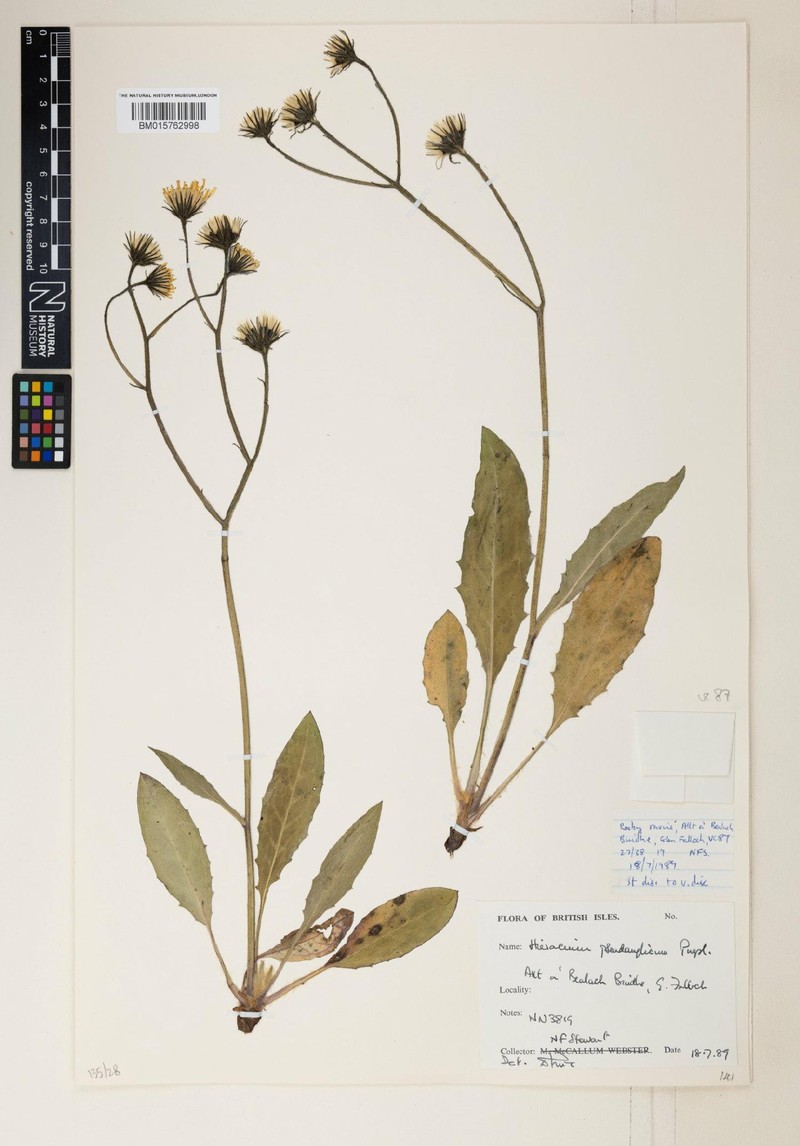 Hieracium pseudanglicum photo 4