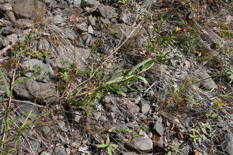 Hieracium pseudarctophilum