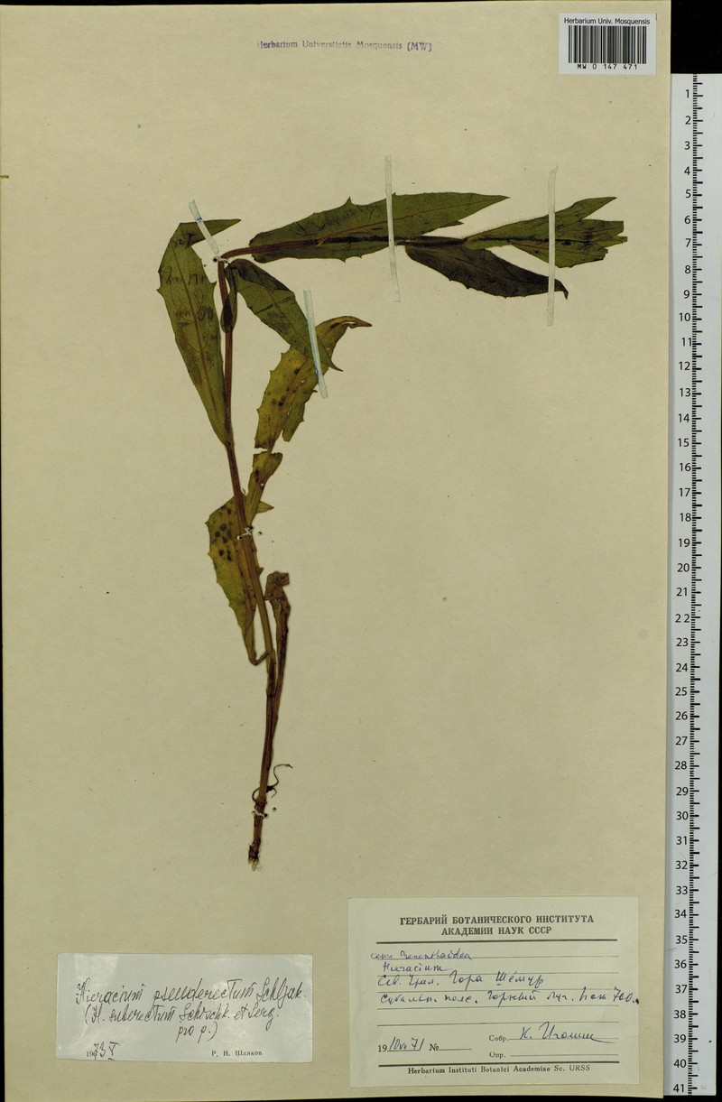 Hieracium pseuderectum