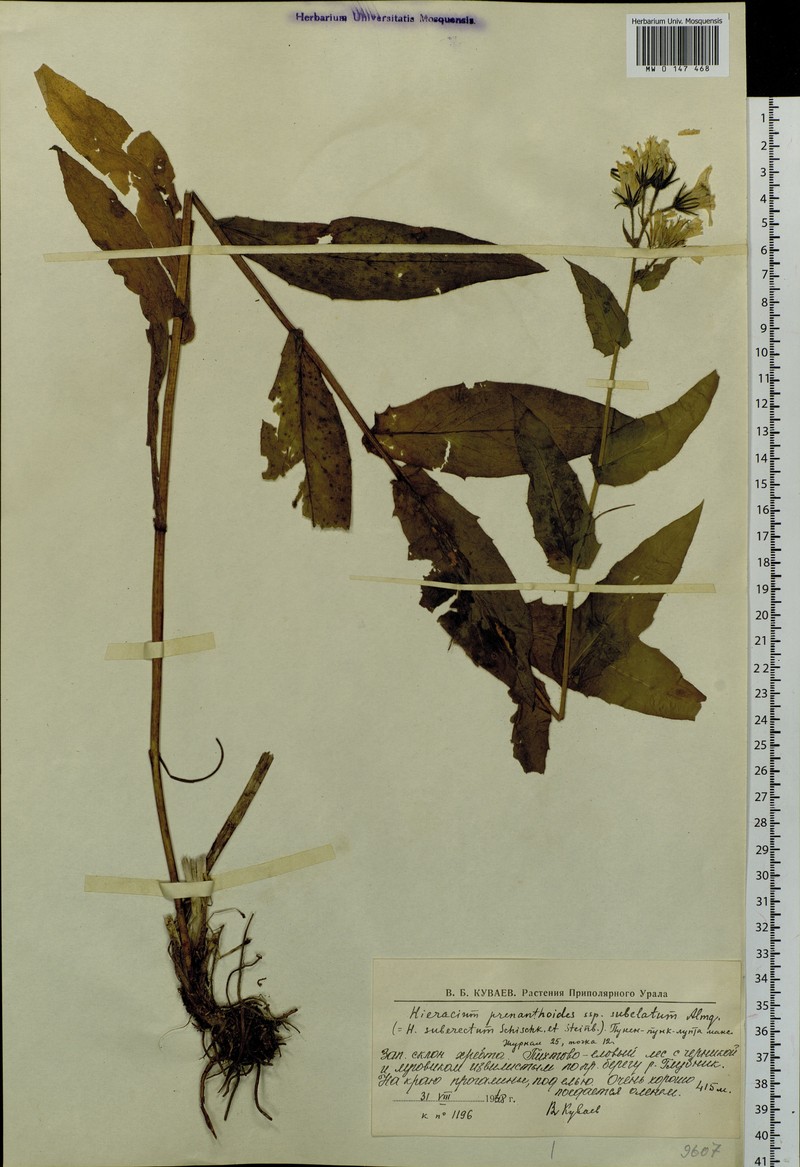 Hieracium pseuderectum photo 2