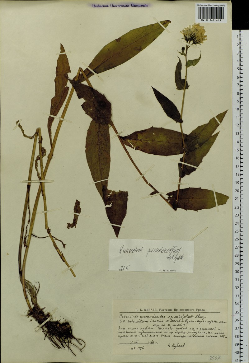 Hieracium pseuderectum photo 3