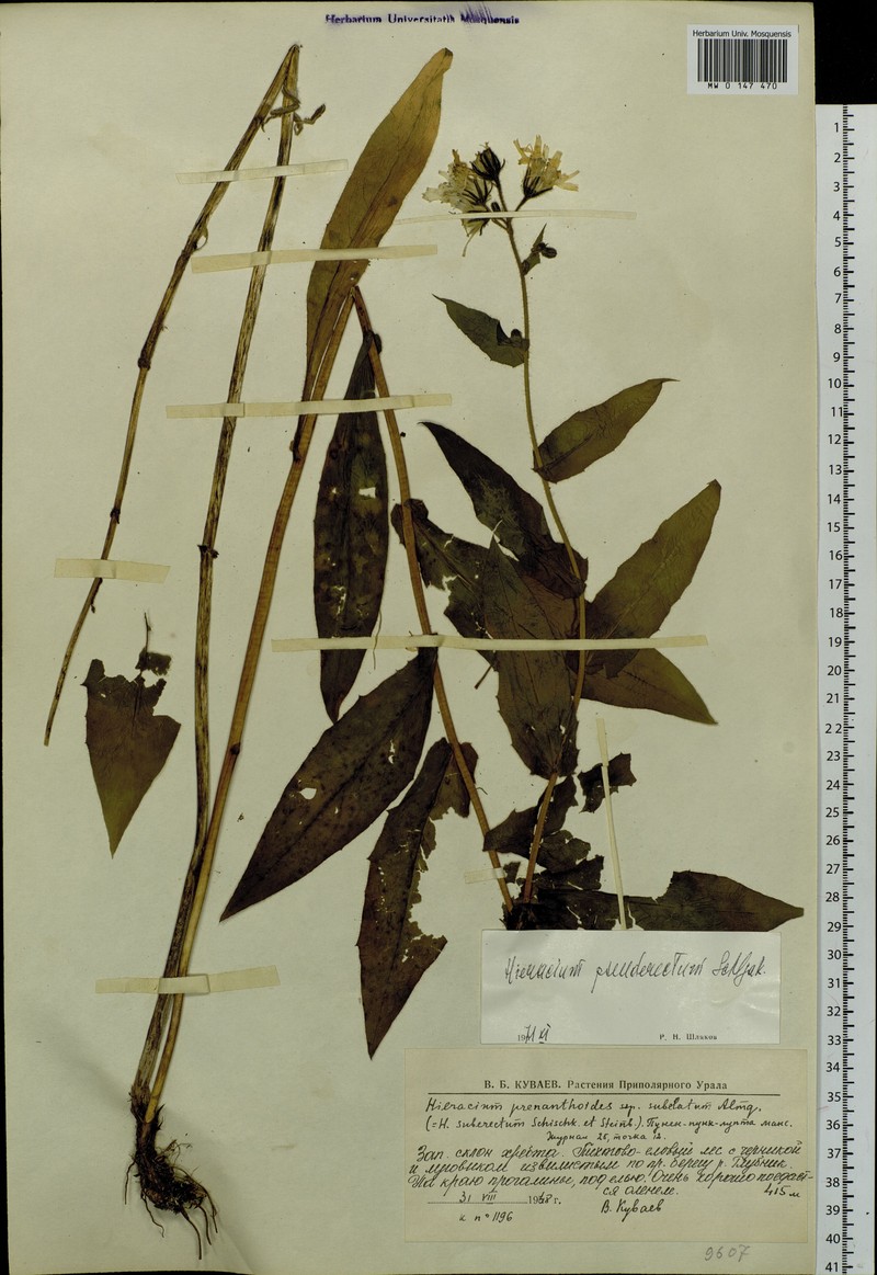 Hieracium pseuderectum photo 4