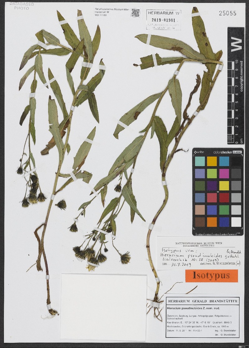 Hieracium pseudinuloides