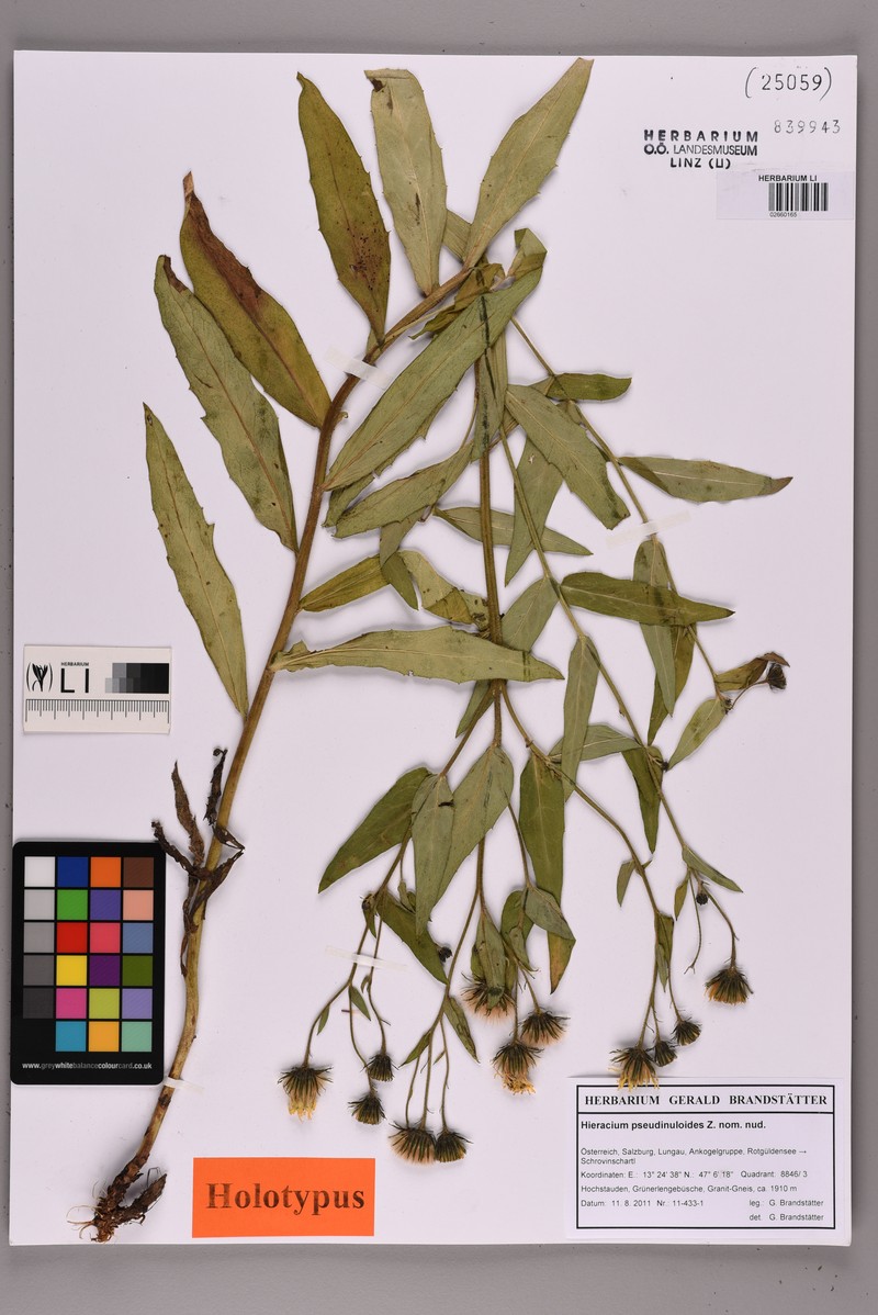 Hieracium pseudinuloides photo 2