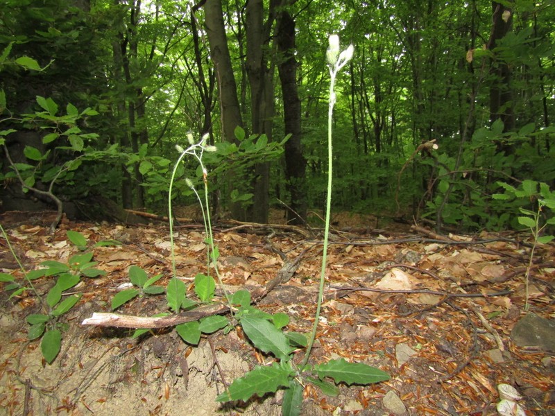 Hieracium pseudobifidum