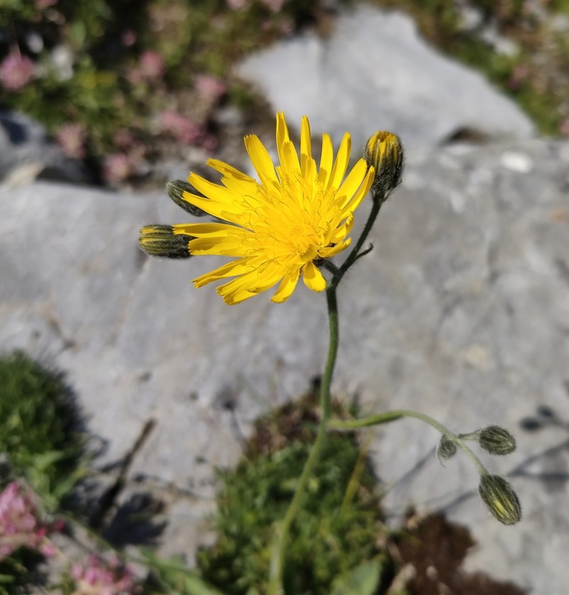 Hieracium pseudocerinthe