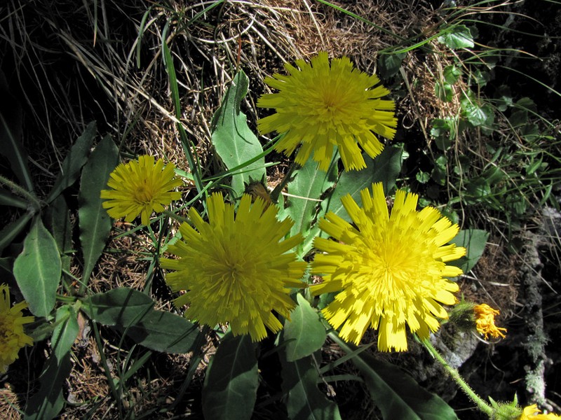 Hieracium pseudocerinthe photo 2
