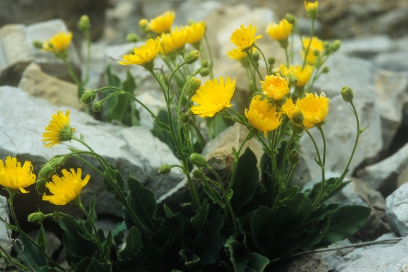 Hieracium pseudocerinthe photo 3