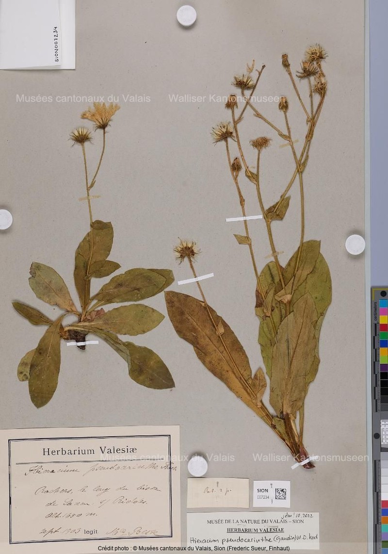 Hieracium pseudocerinthe photo 5