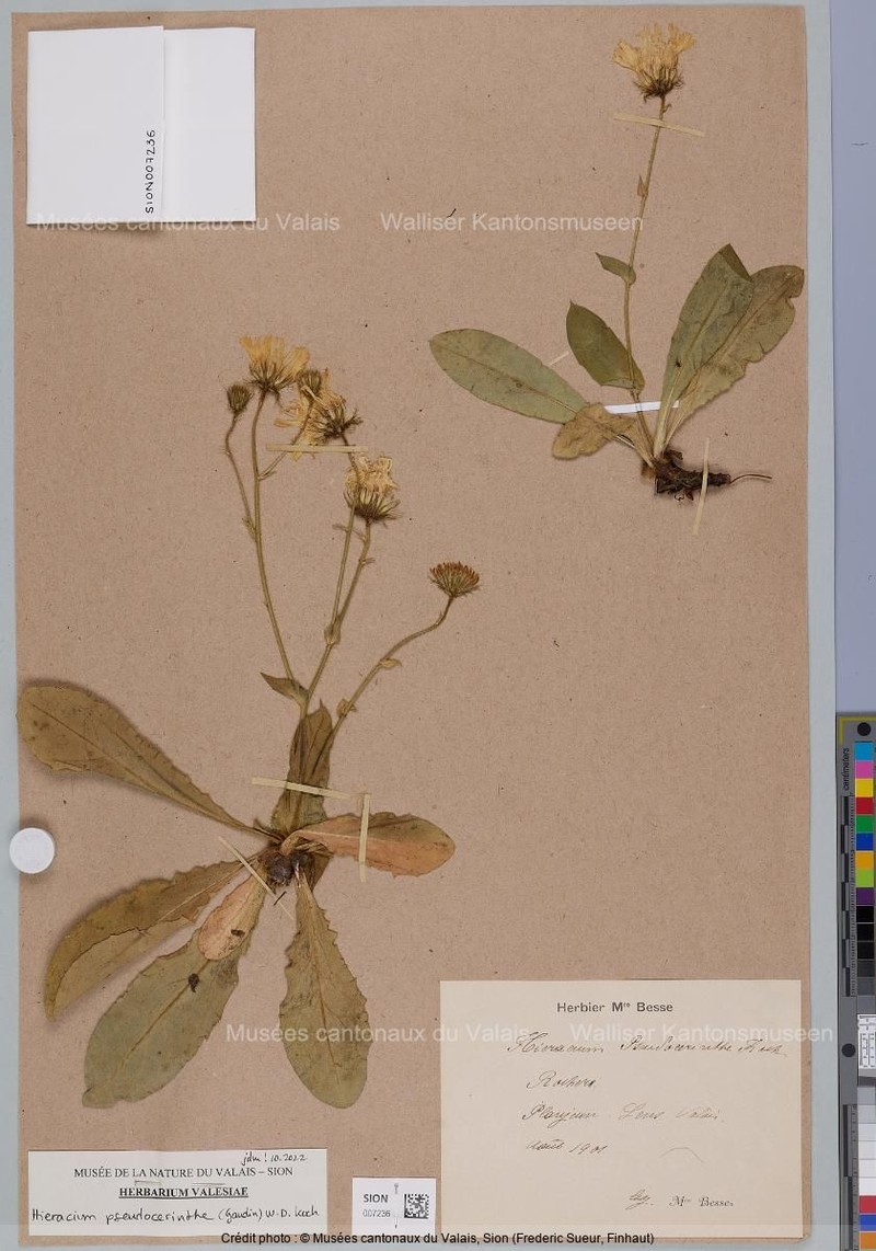 Hieracium pseudocerinthe photo 6