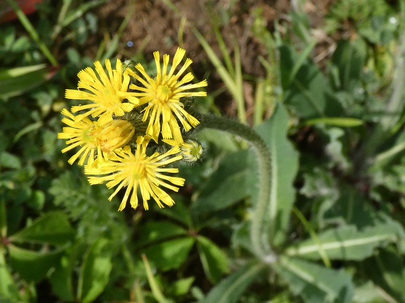 Hieracium pseudocorymbosum photo 2
