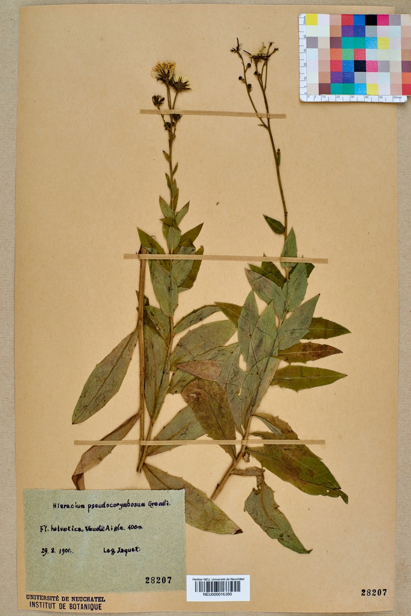 Hieracium pseudocorymbosum