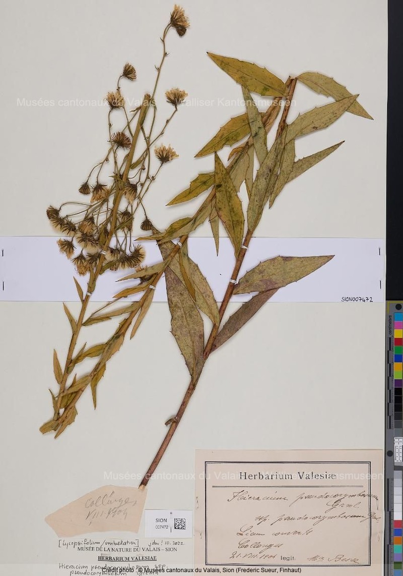 Hieracium pseudocorymbosum subsp. pseudocorymbosum