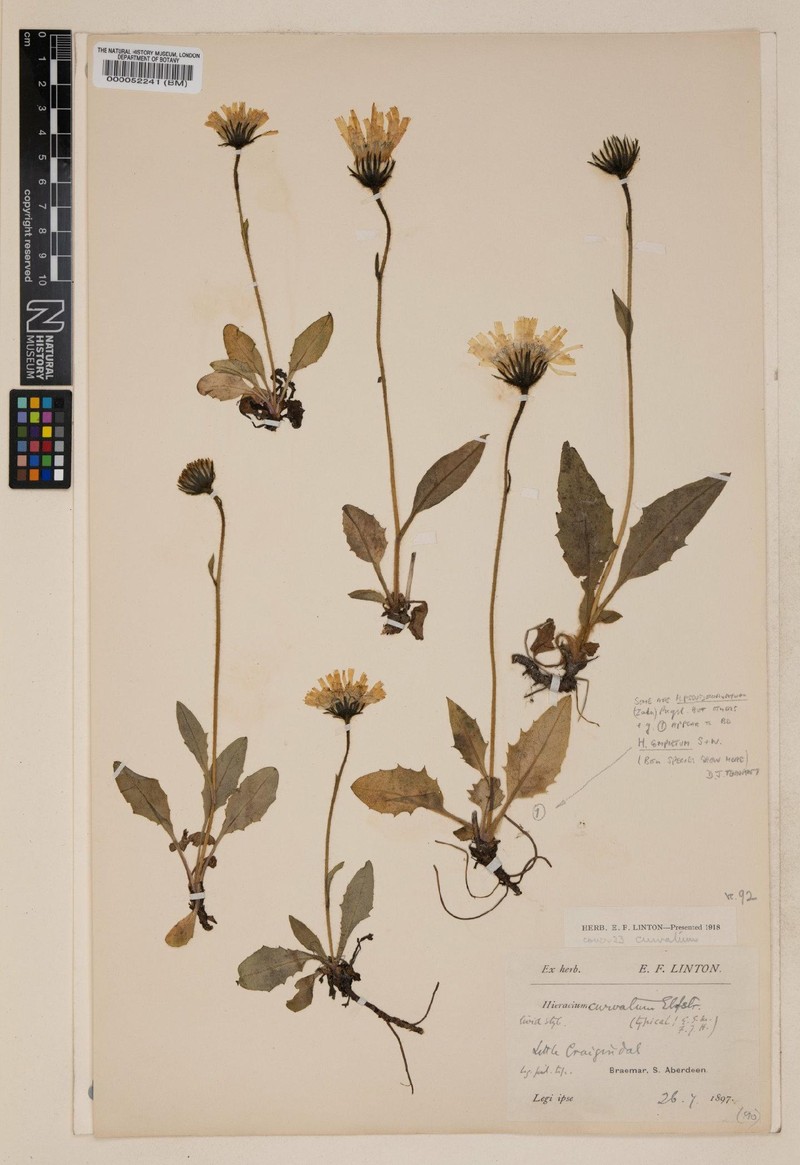 Hieracium pseudocurvatum