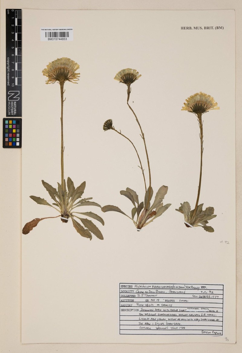 Hieracium pseudocurvatum photo 2