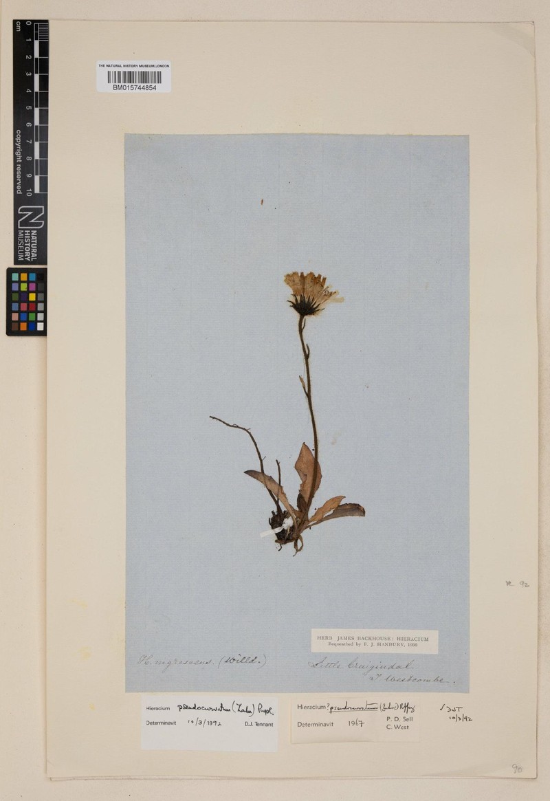 Hieracium pseudocurvatum photo 3