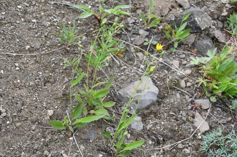 Hieracium pseudofariniramum photo 2