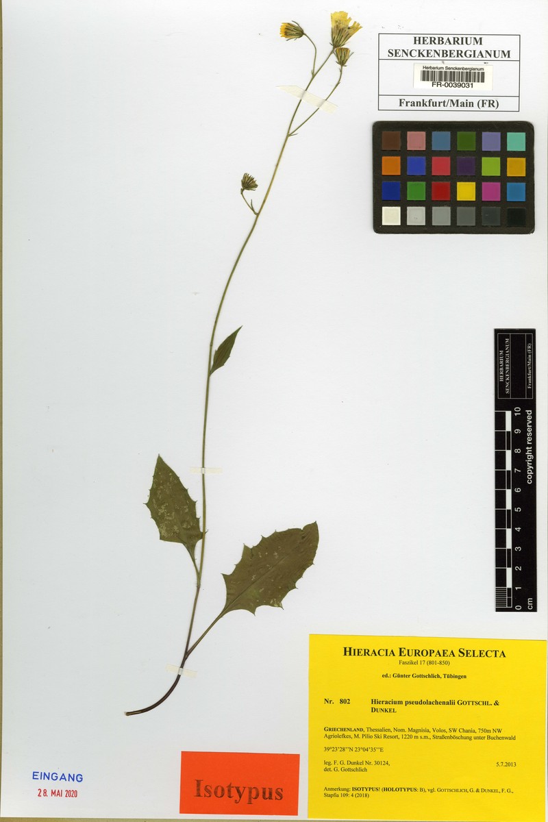 Hieracium pseudolachenalii