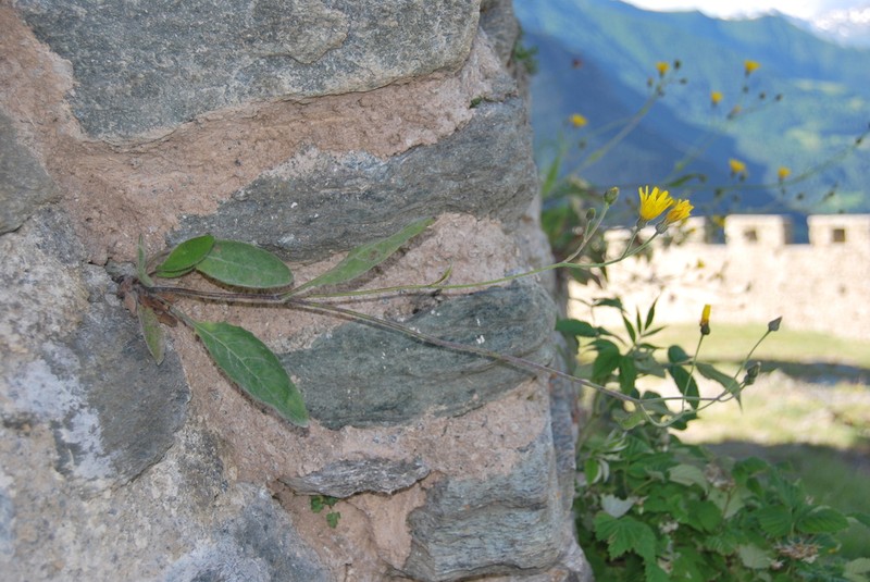 Hieracium pseudolaggeri