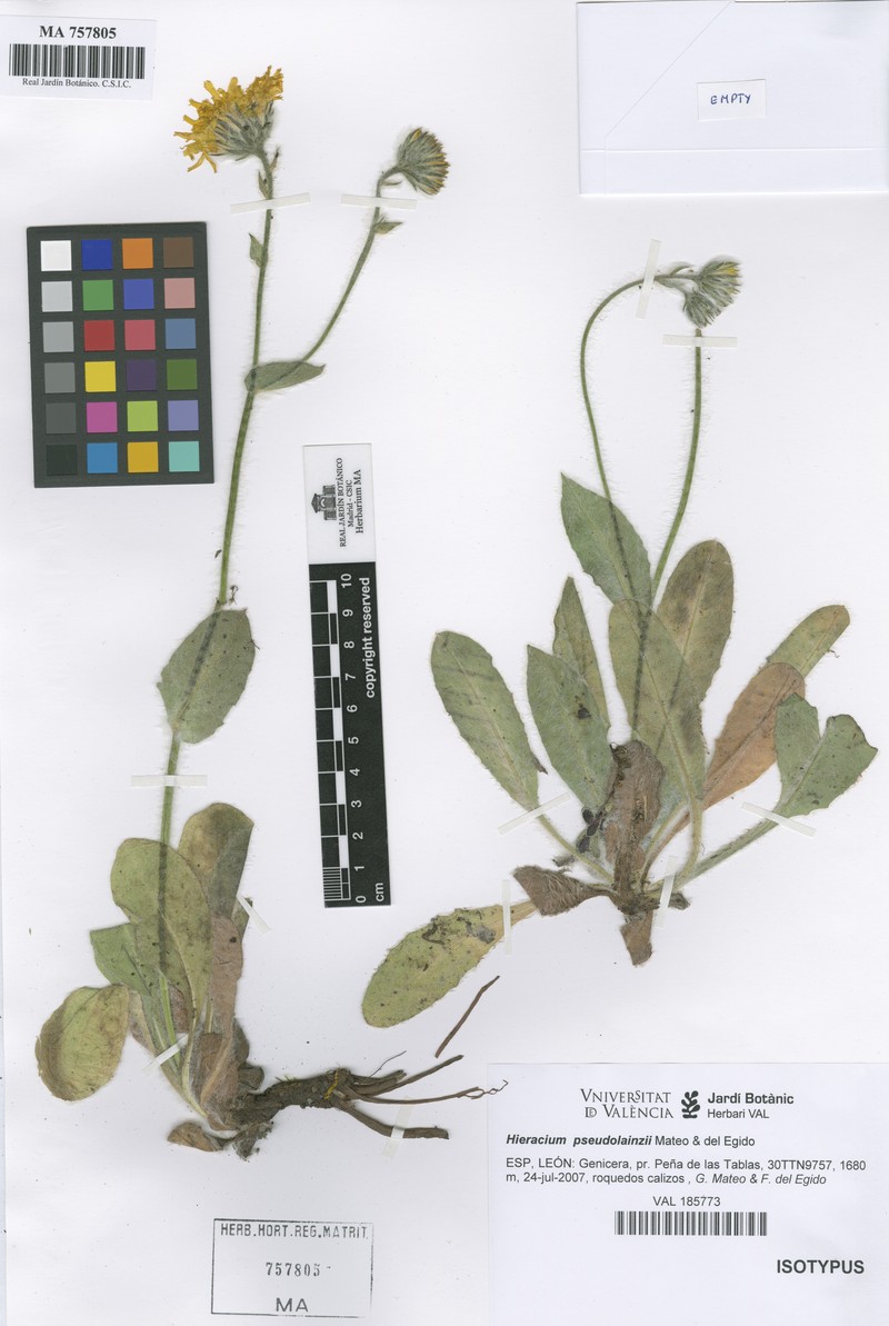 Hieracium pseudolainzii