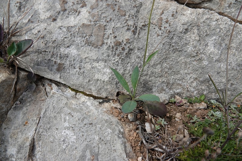 Hieracium pseudoleyi photo 2
