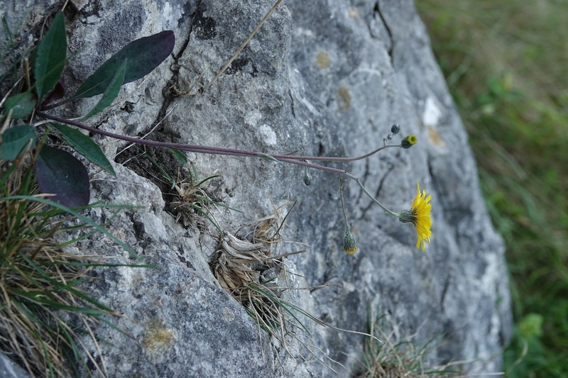 Hieracium pseudoleyi photo 3