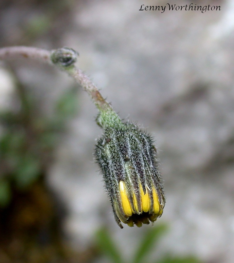 Hieracium pseudoleyi