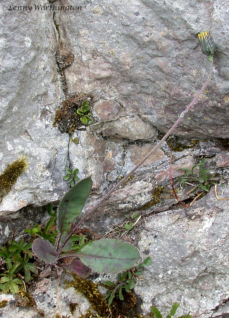 Hieracium pseudoleyi photo 4