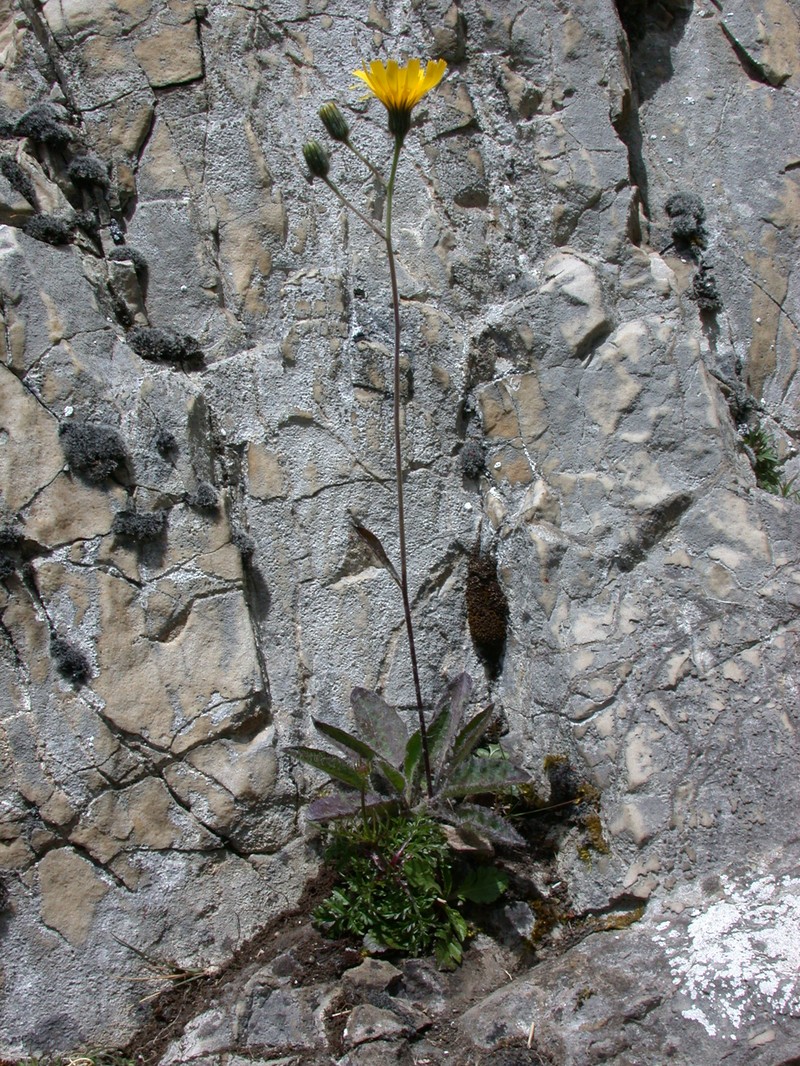 Hieracium pseudoleyi photo 5