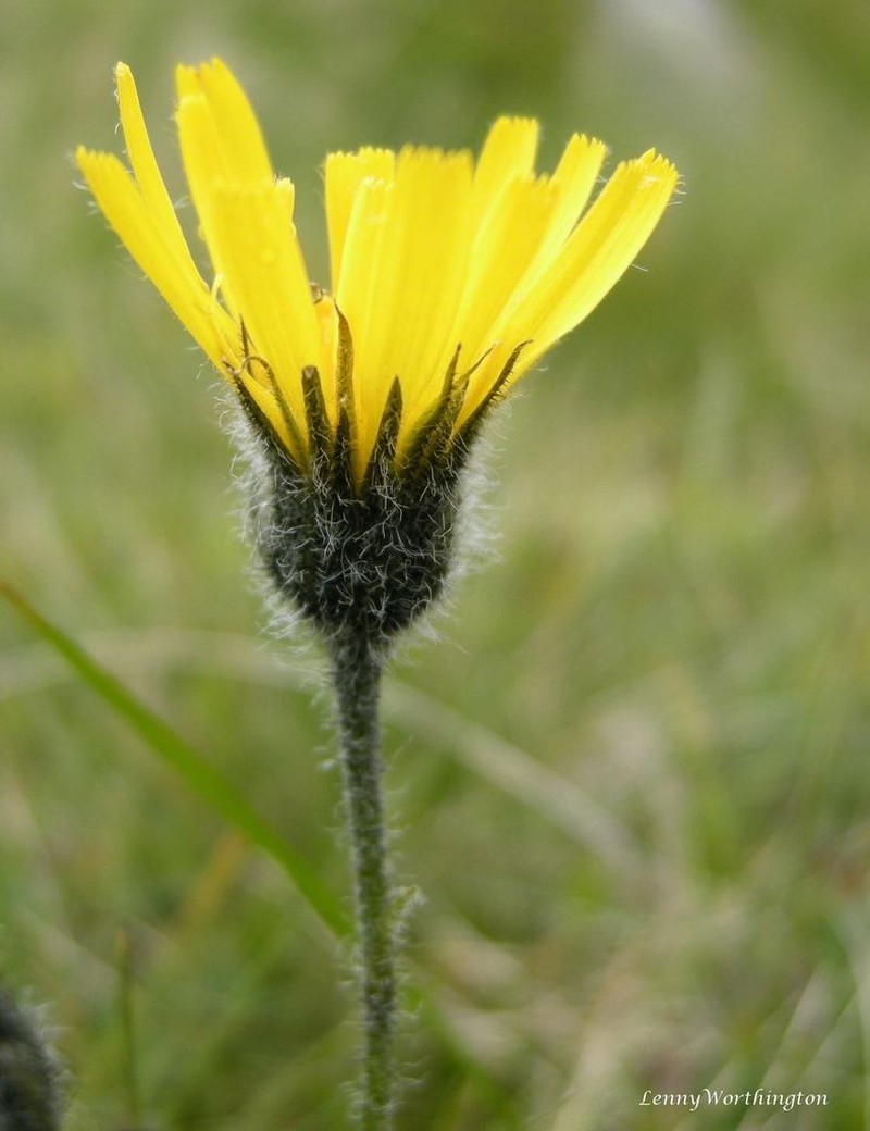 Hieracium pseudopetiolatum photo 2