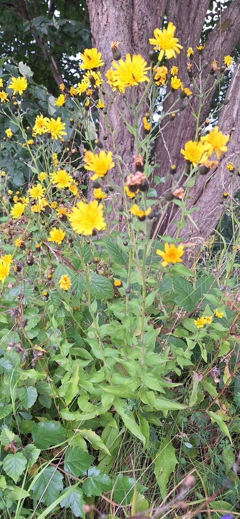 Hieracium pseudopetiolatum photo 3