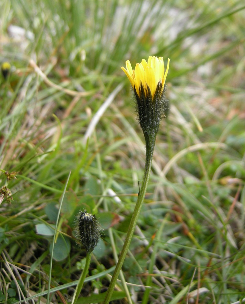 Hieracium pseudopetiolatum