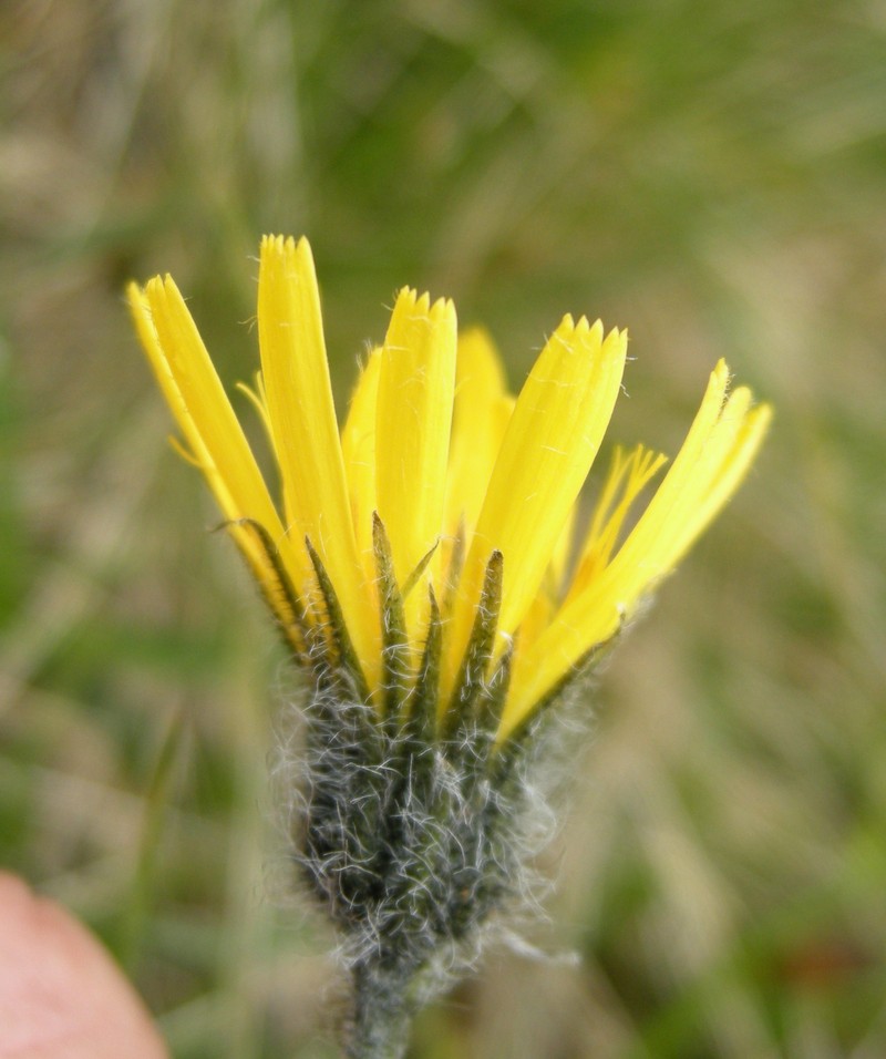 Hieracium pseudopetiolatum photo 4