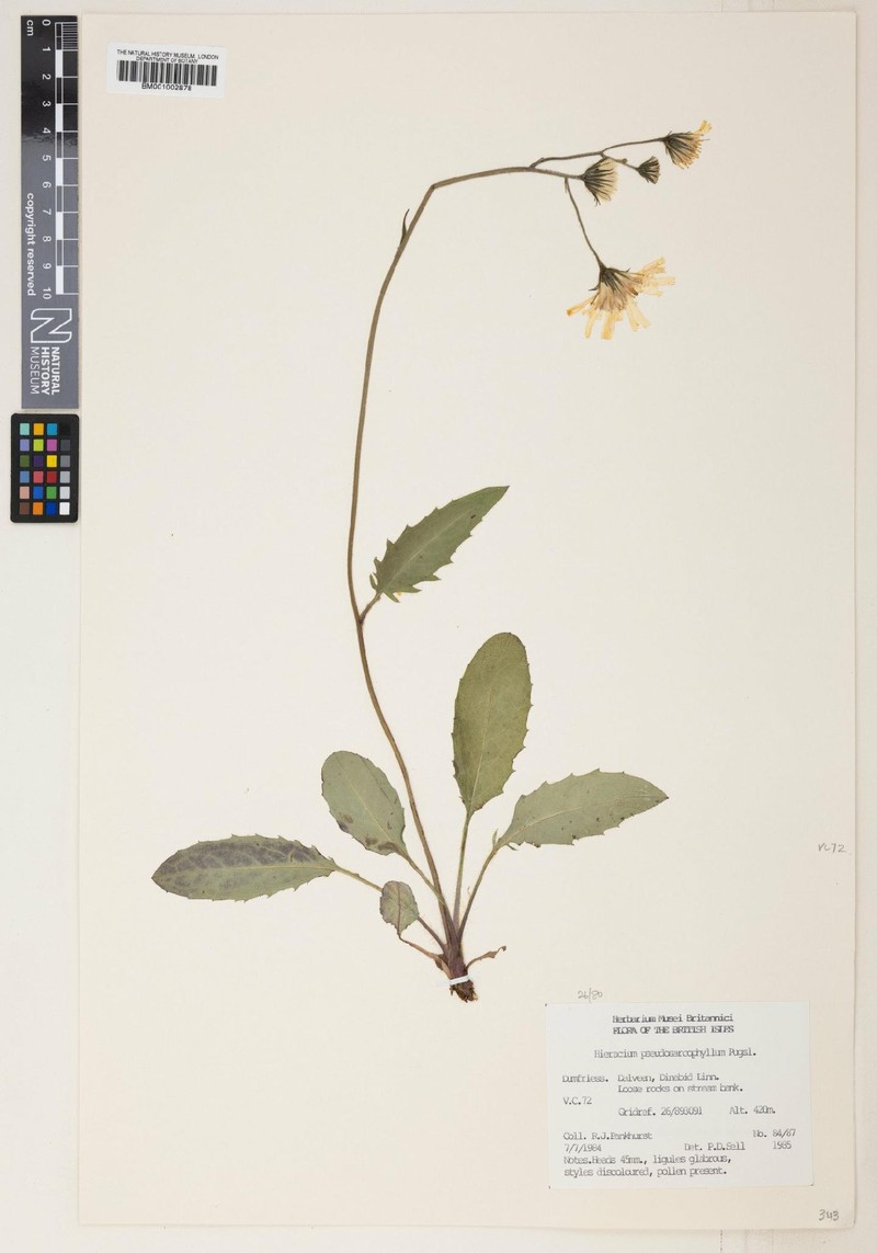 Hieracium pseudosarcophyllum