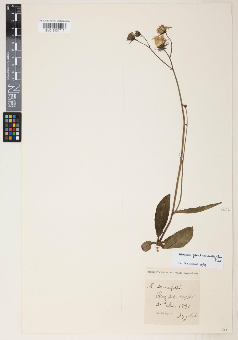 Hieracium pseudosarcophyllum photo 2