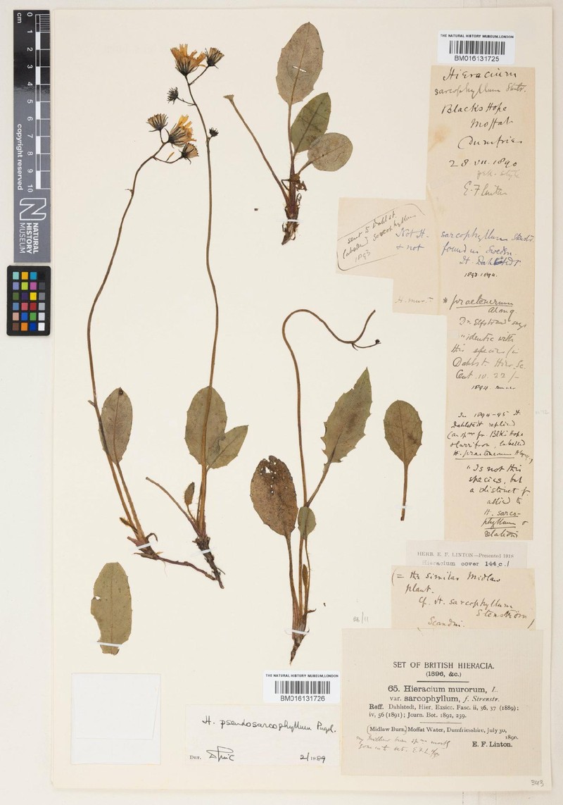 Hieracium pseudosarcophyllum photo 3