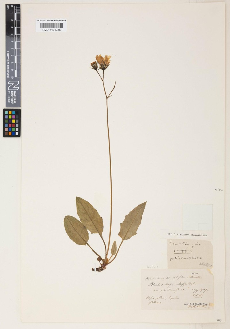 Hieracium pseudosarcophyllum photo 4