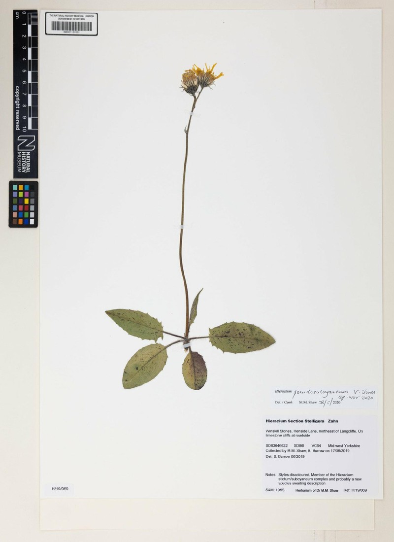Hieracium pseudosubcyaneum photo 2