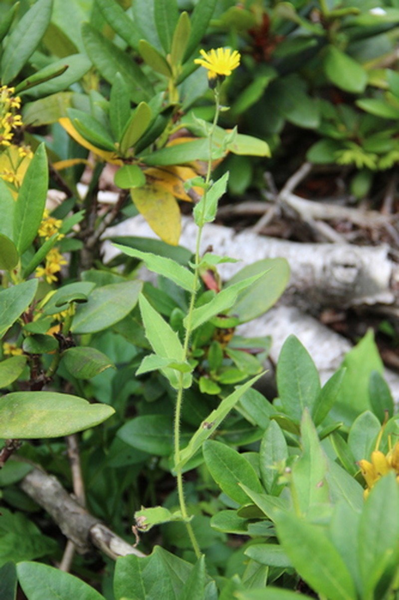 Hieracium pseudosvaneticum