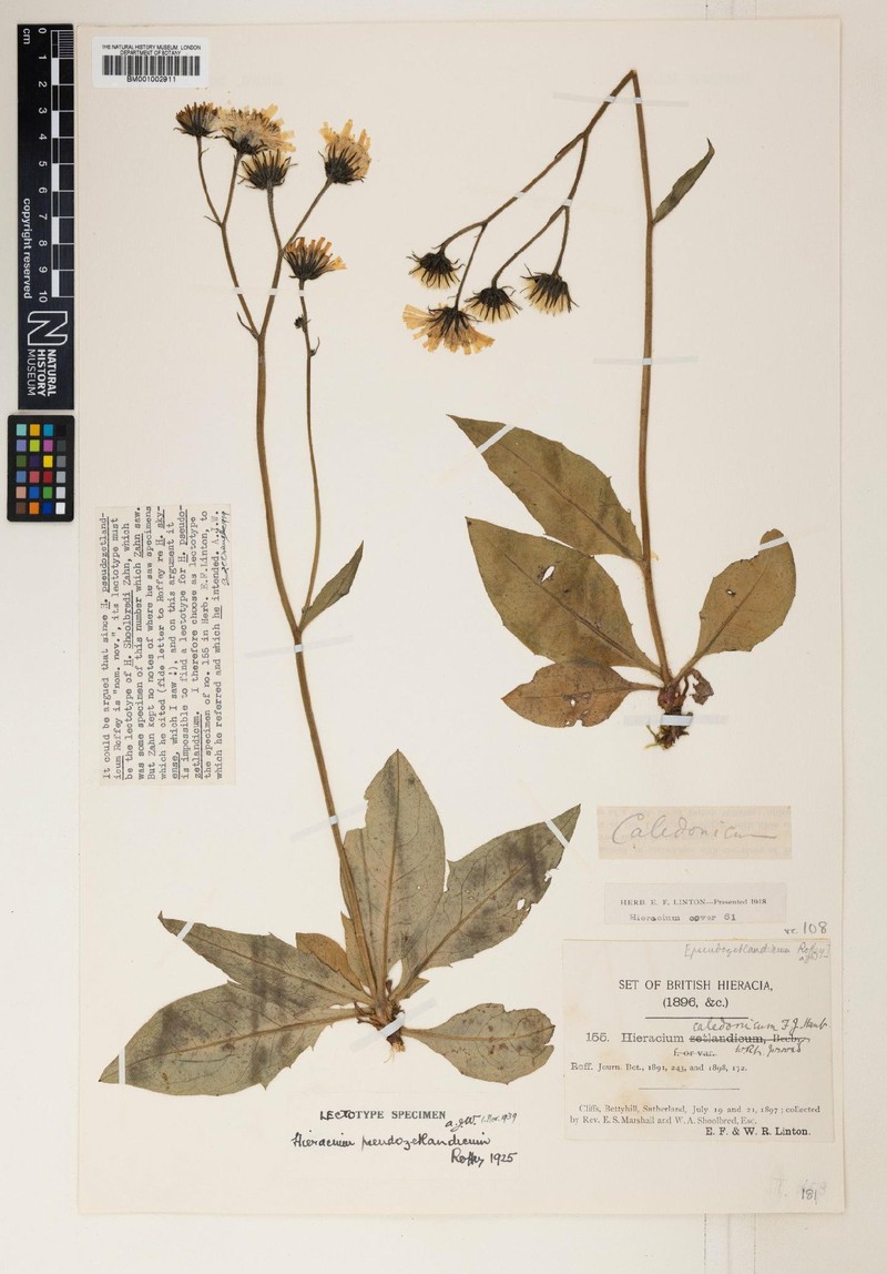 Hieracium pseudozetlandicum