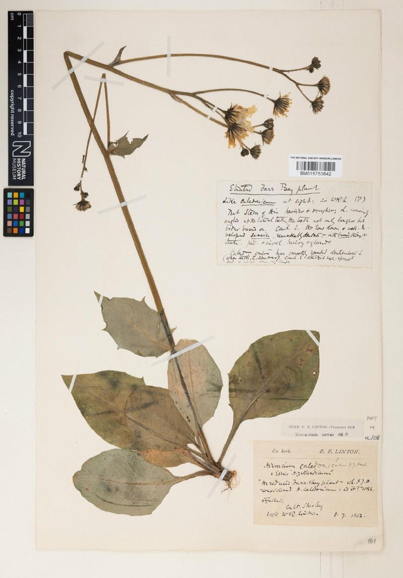 Hieracium pseudozetlandicum photo 2