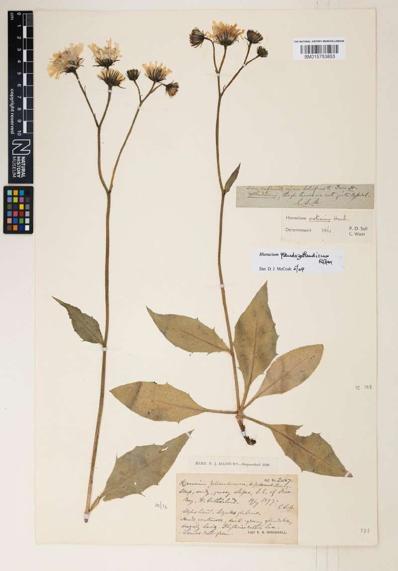 Hieracium pseudozetlandicum photo 3