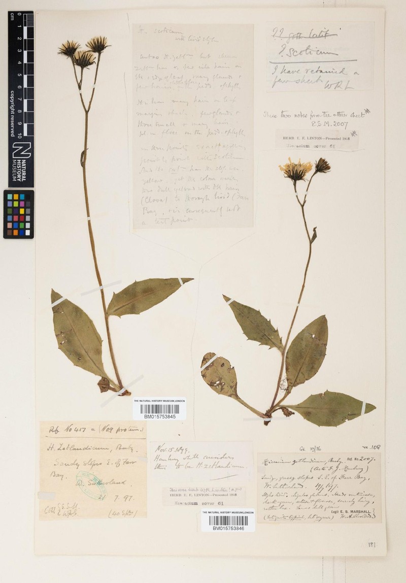 Hieracium pseudozetlandicum photo 4