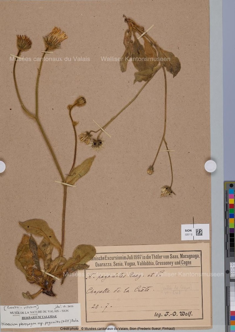 Hieracium pteropogon subsp. pogonites