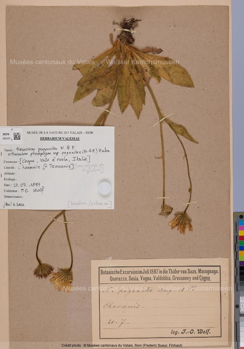 Hieracium pteropogon subsp. pogonites photo 2