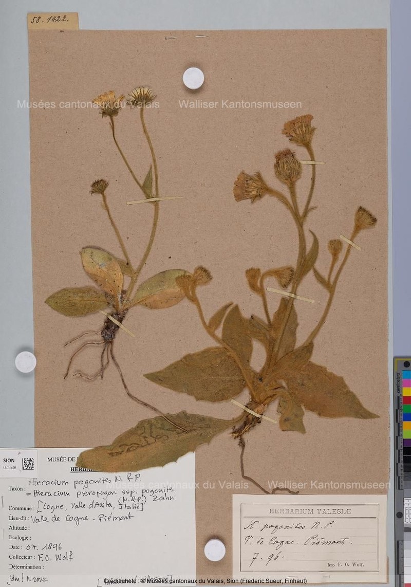 Hieracium pteropogon subsp. pogonites photo 3