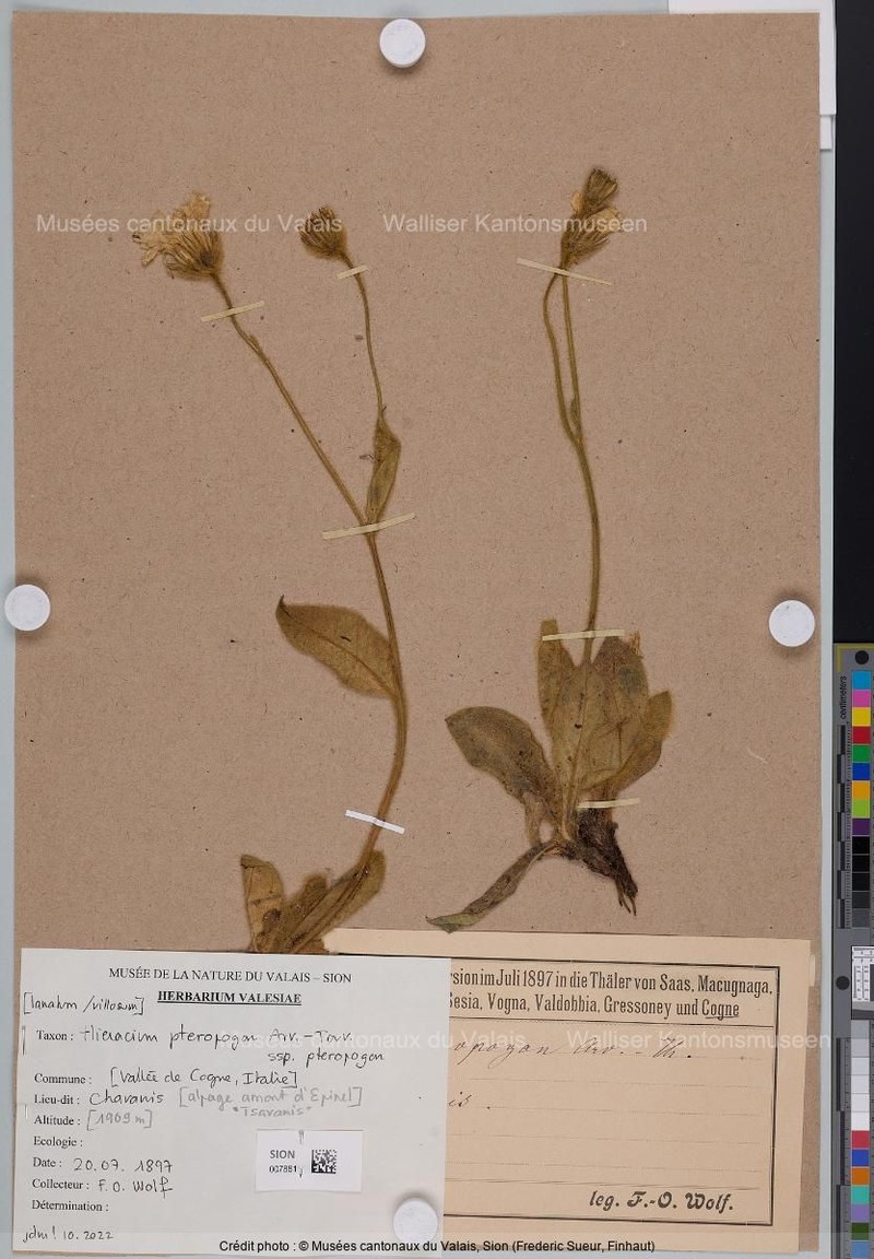 Hieracium pteropogon subsp. pteropogon