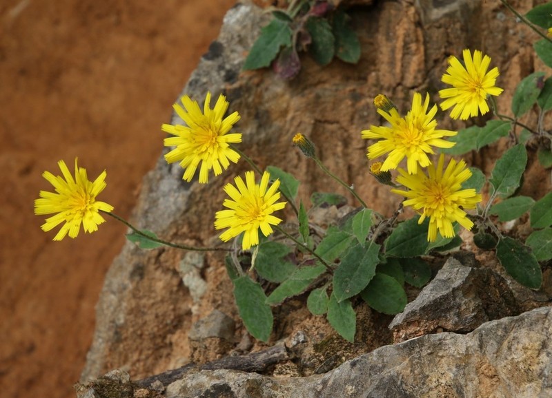 Hieracium pulchellum