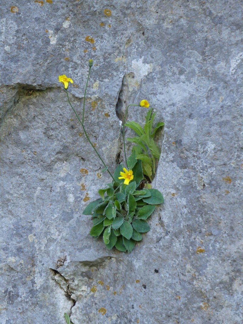 Hieracium pulchellum photo 2