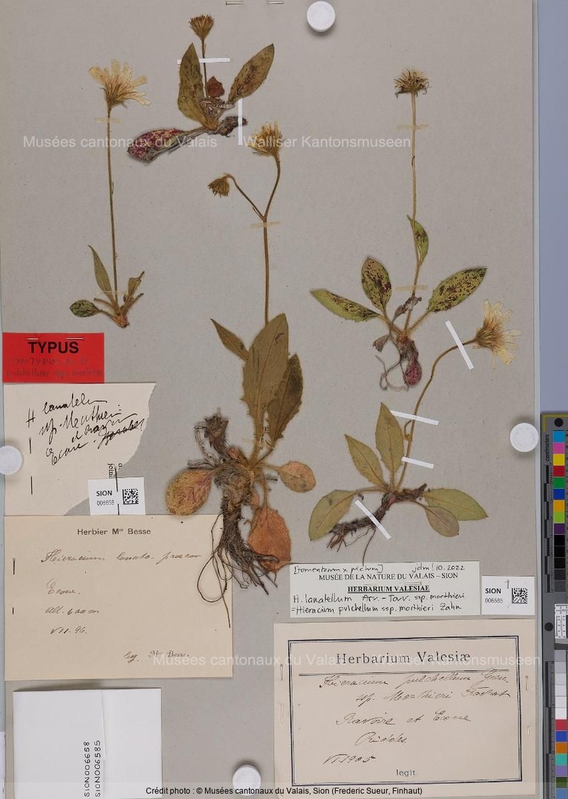 Hieracium pulchellum photo 3